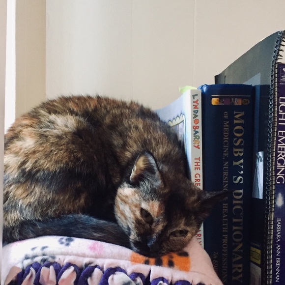 Meet your Posher, Kitty - Picture 3 of 3